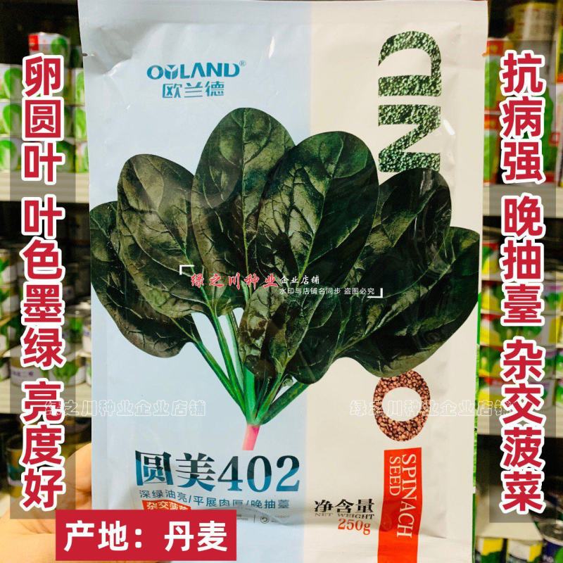 丹麦菠菜种子圆美402菠菜种籽高产墨绿菠菜杂交种籽抗病