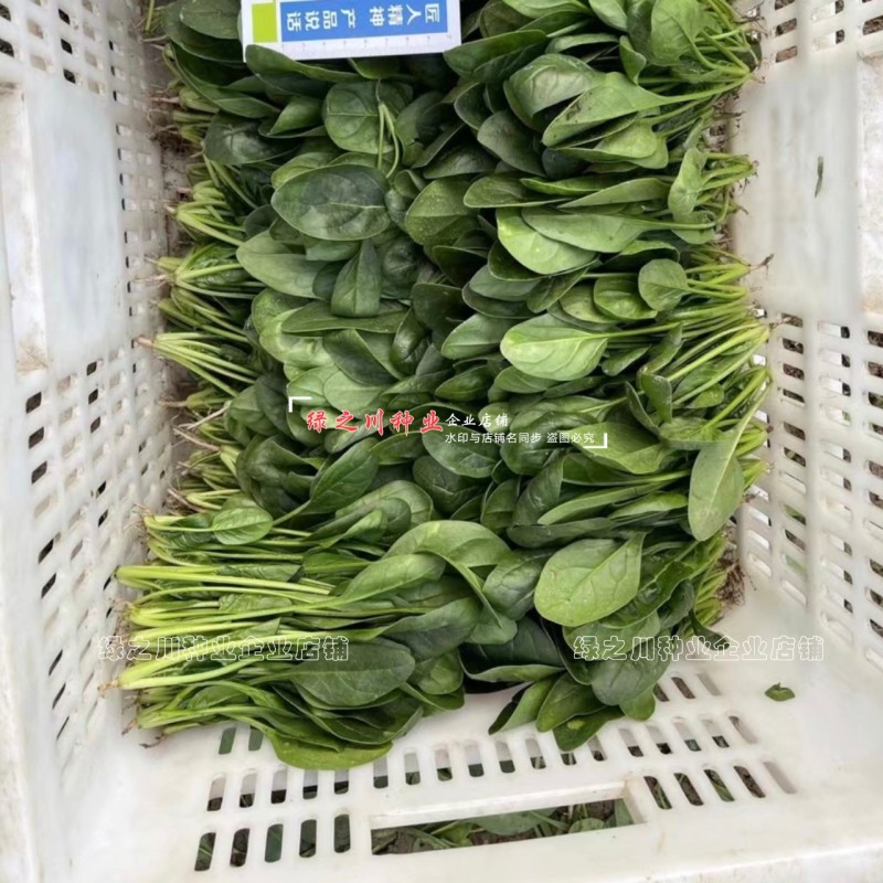 丹麦菠菜种子圆美402菠菜种籽高产墨绿菠菜杂交种籽抗病