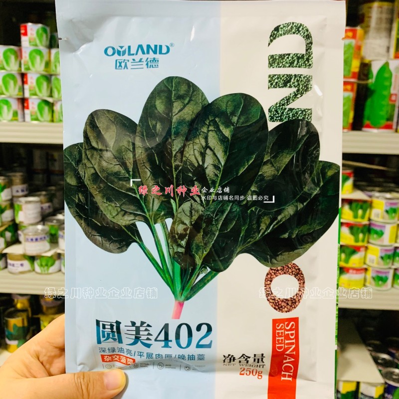 丹麦菠菜种子圆美402菠菜种籽高产墨绿菠菜杂交种籽抗病
