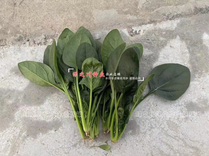 丹麦菠菜种子圆美402菠菜种籽高产墨绿菠菜杂交种籽抗病