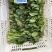 丹麦菠菜种子圆美402菠菜种籽高产墨绿菠菜杂交种籽抗病