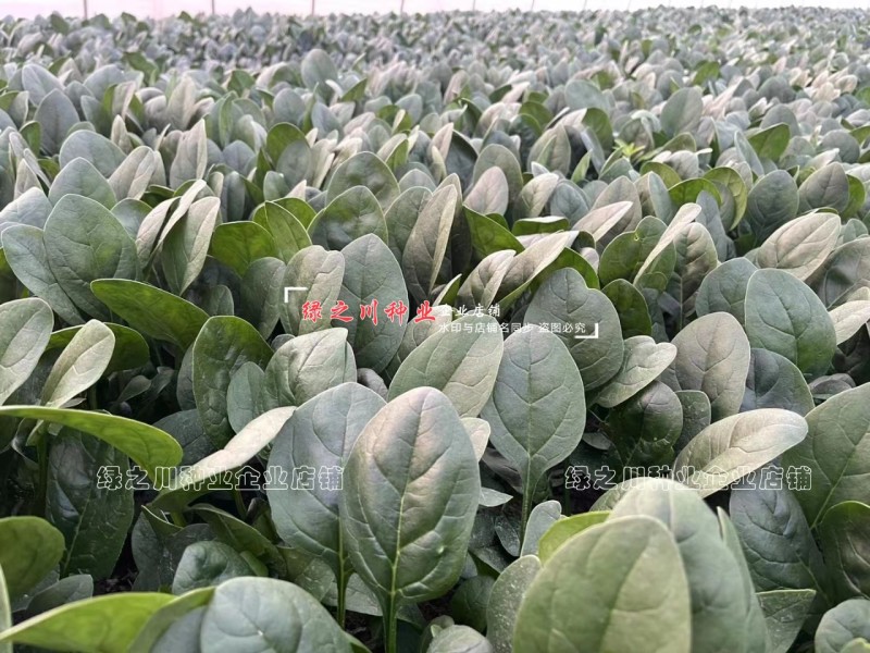 丹麦菠菜种子圆美402菠菜种籽高产墨绿菠菜杂交种籽抗病