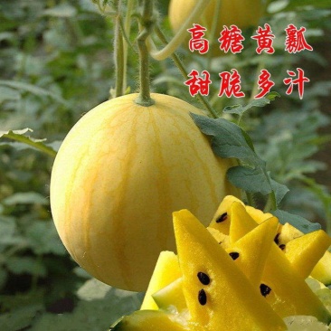 神奥金皇1号黄皮黄肉西瓜种子早熟口感好早春大棚露地礼品瓜
