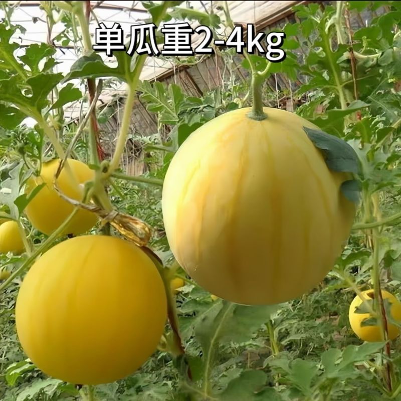 神奥金皇1号黄皮黄肉西瓜种子早熟口感好早春大棚露地礼品瓜