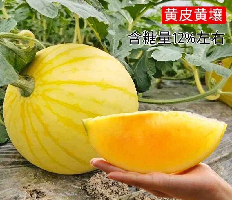 神奥金皇1号黄皮黄肉西瓜种子早熟口感好早春大棚露地礼品瓜