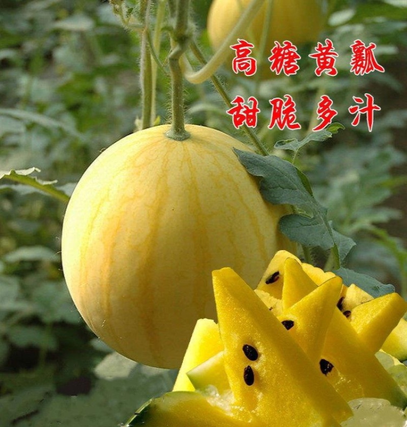 神奥金皇1号黄皮黄肉西瓜种子早熟口感好早春大棚露地礼品瓜