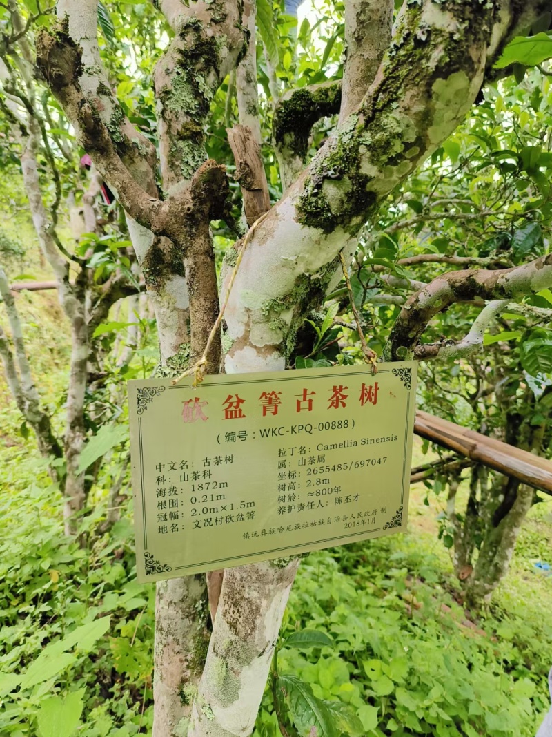 普洱茶.砍盆箐山头茶