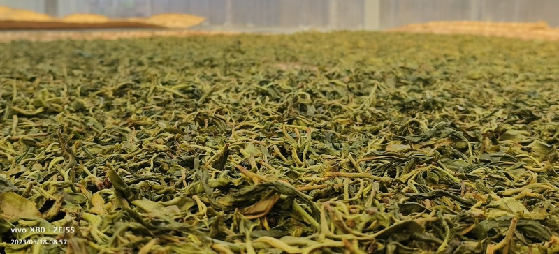 普洱茶.砍盆箐山头茶
