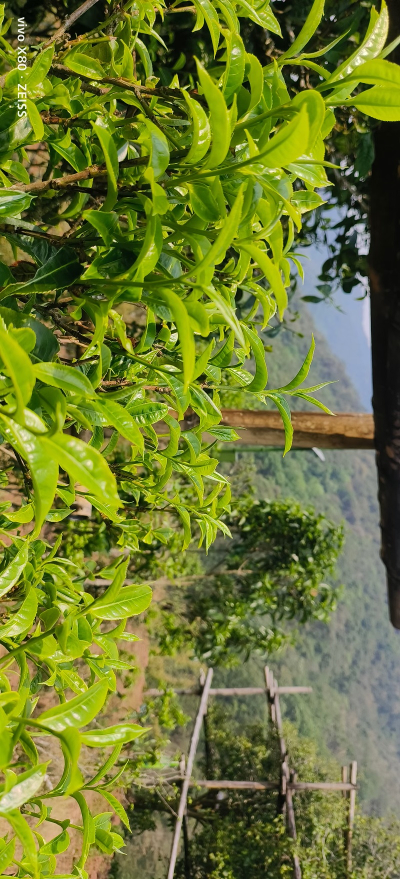 普洱茶.砍盆箐山头茶