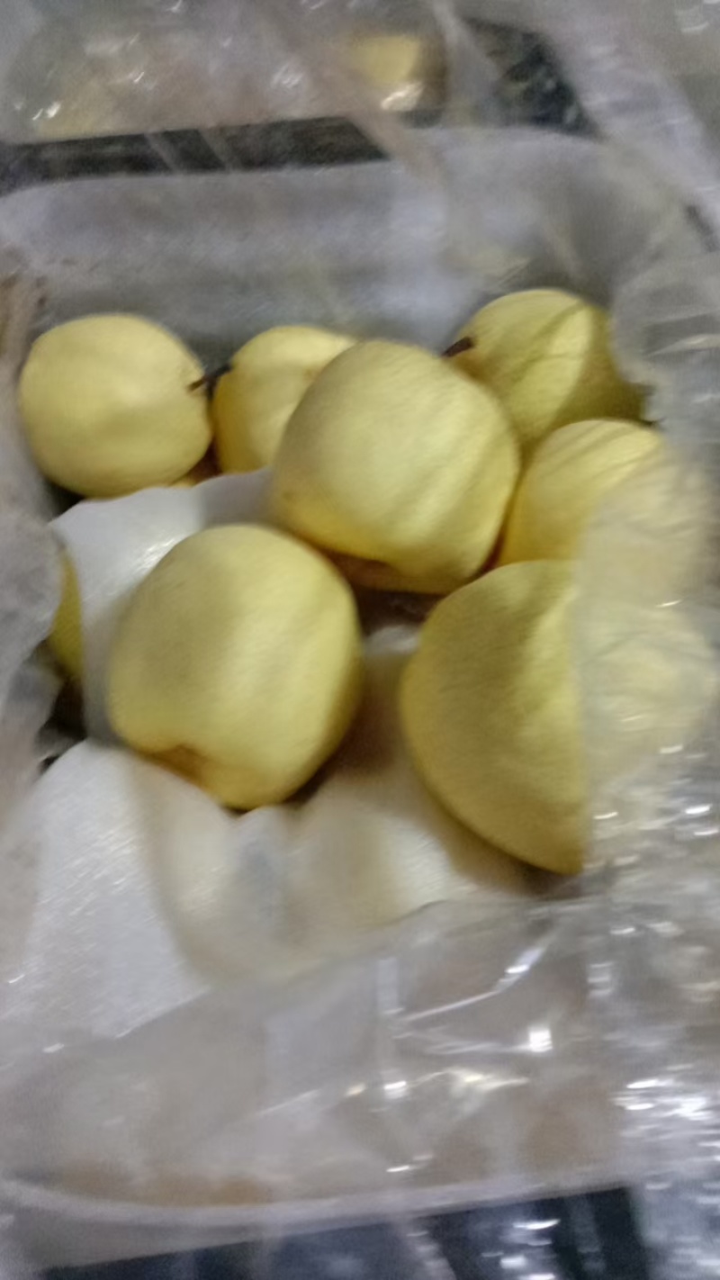 山西省运城市临猗坡上纸袋黄酥梨，可批发零售，口感脆甜
