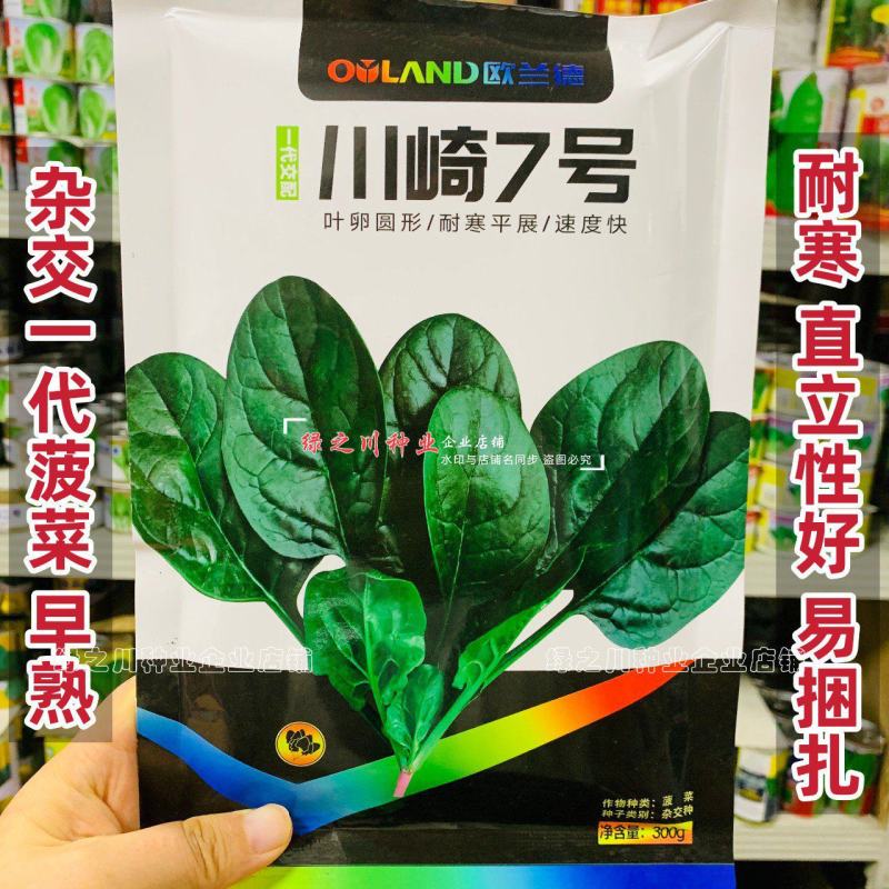 川崎7号杂交一代菠菜种子早熟春秋越冬耐寒抗病直立菠菜种籽