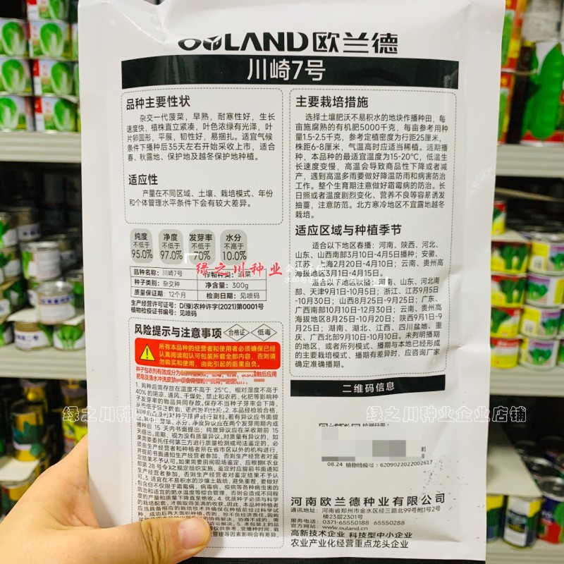 川崎7号杂交一代菠菜种子早熟春秋越冬耐寒抗病直立菠菜种籽