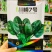 川崎7号杂交一代菠菜种子早熟春秋越冬耐寒抗病直立菠菜种籽