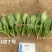 川崎7号杂交一代菠菜种子早熟春秋越冬耐寒抗病直立菠菜种籽