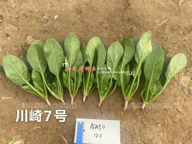 川崎7号杂交一代菠菜种子早熟春秋越冬耐寒抗病直立菠菜种籽