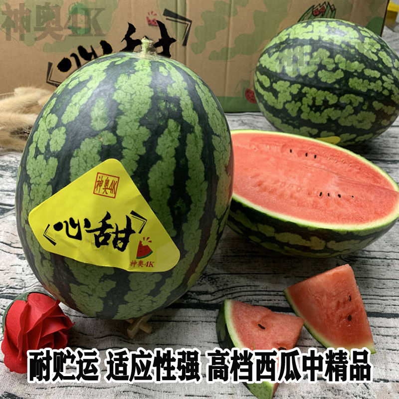 神奥4K西瓜种子鲜食中早熟杂交水果种籽抗病高产春夏季播