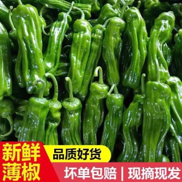 电商货301青椒薄皮椒苏椒精品芜湖椒大量供应欢迎