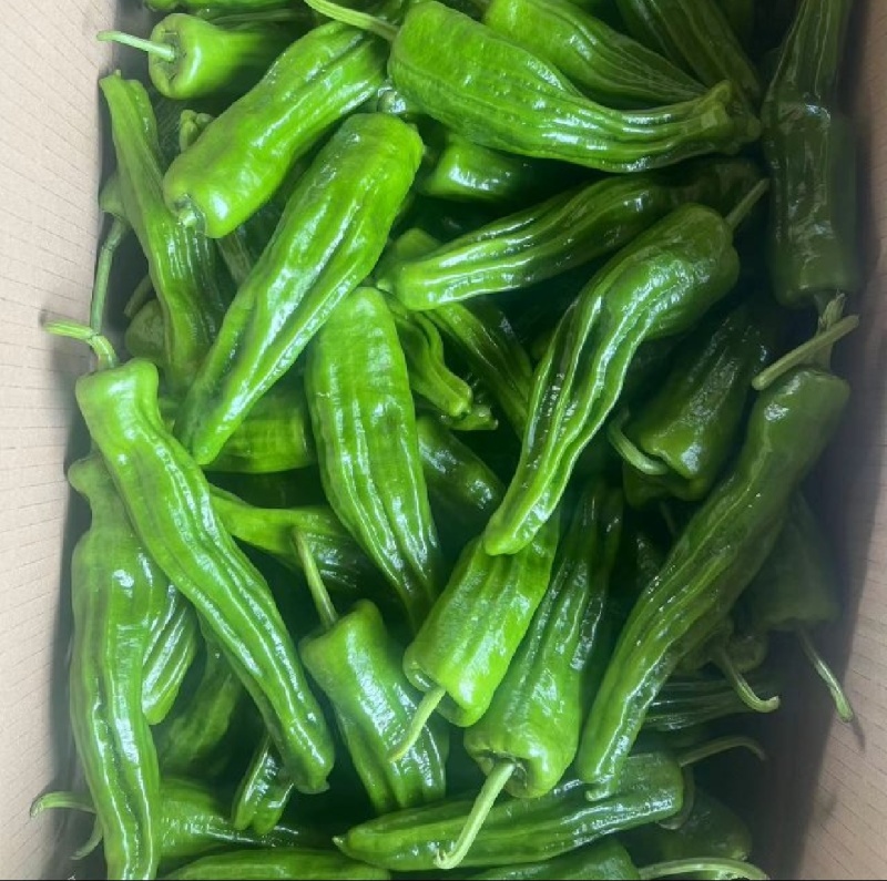 电商货301青椒薄皮椒苏椒精品芜湖椒大量供应欢迎