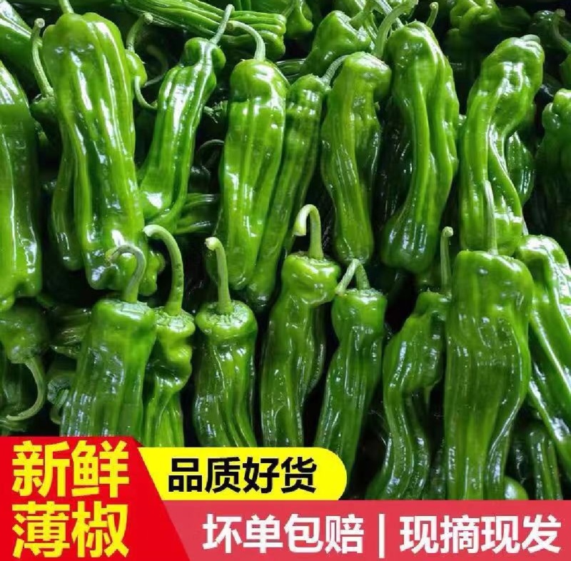 电商货301青椒薄皮椒苏椒精品芜湖椒大量供应欢迎