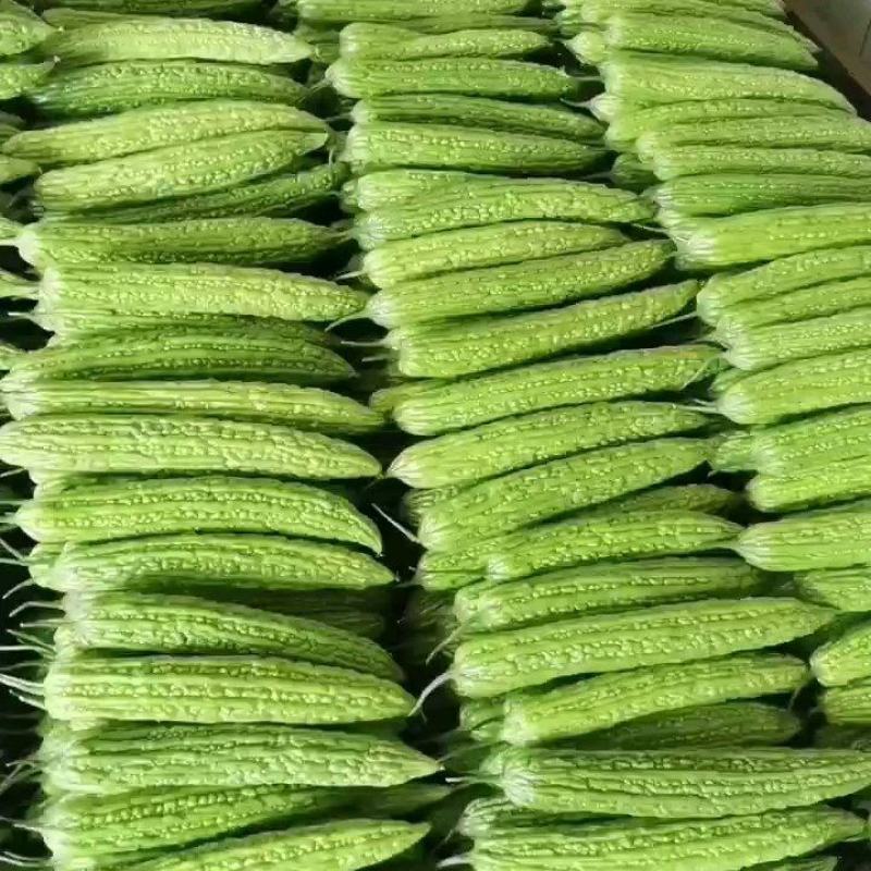 精品新苗苦瓜大量现货，色泽鲜绿齐定，产地直供，欢迎各地客