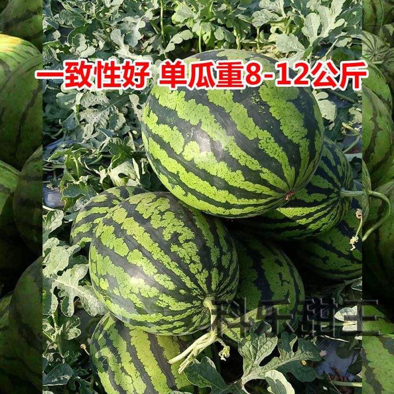 科乐甜王西瓜种子皮韧糖度高甜王水果四季高产薄皮特大巨型