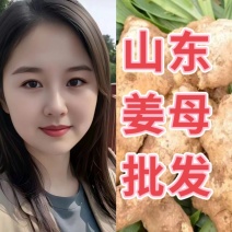 精品姜巴姜母【电商/市场/加工厂】全国发货/坏烂包赔