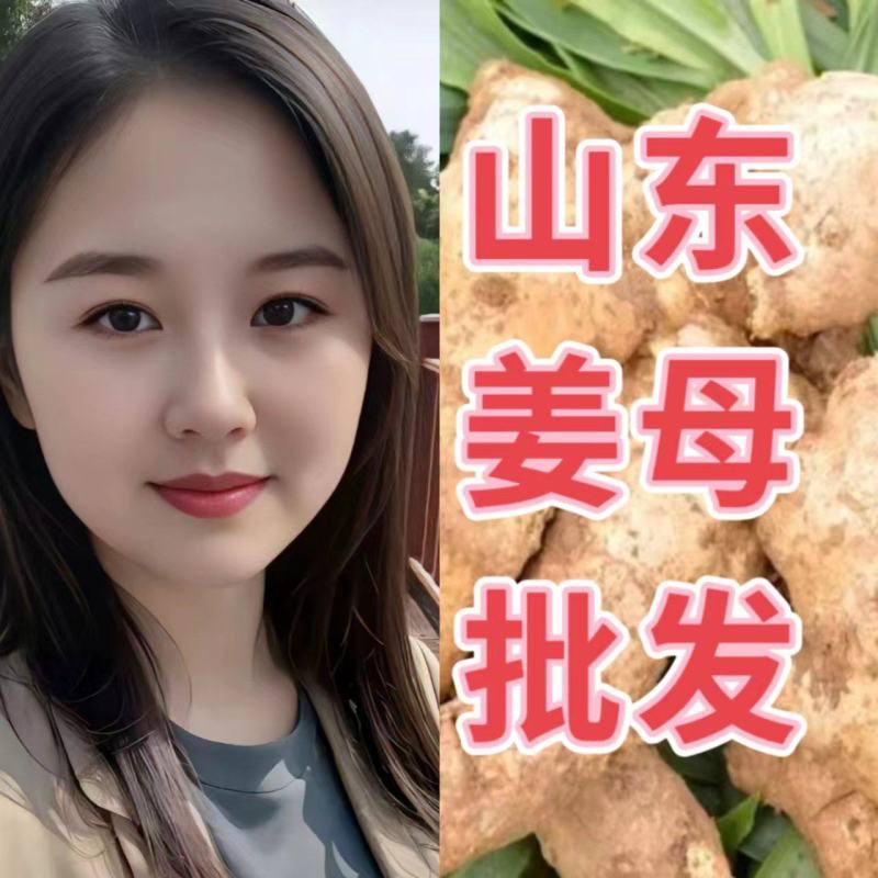 精品姜巴姜母【电商/市场/加工厂】全国发货/坏烂包赔