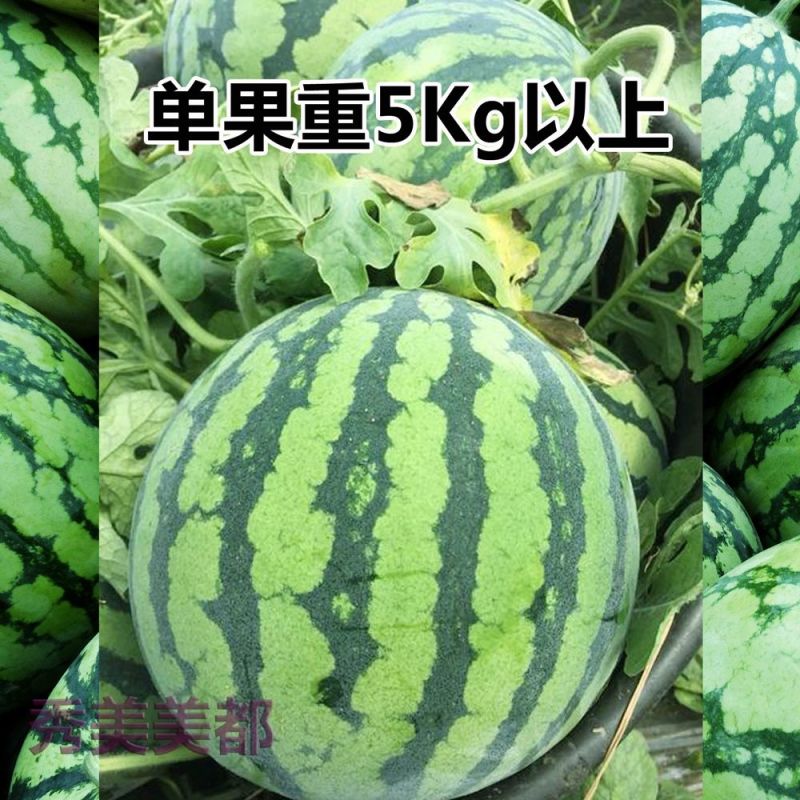 秀美美都西瓜种子皮薄甜脆多汁抗病丰产耐储运南方北方春夏秋