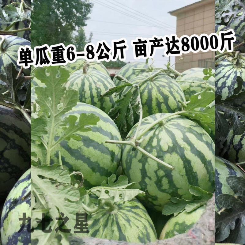 合丰九七之星西瓜种子早熟超甜红瓤美都西瓜种籽耐重茬大圆果
