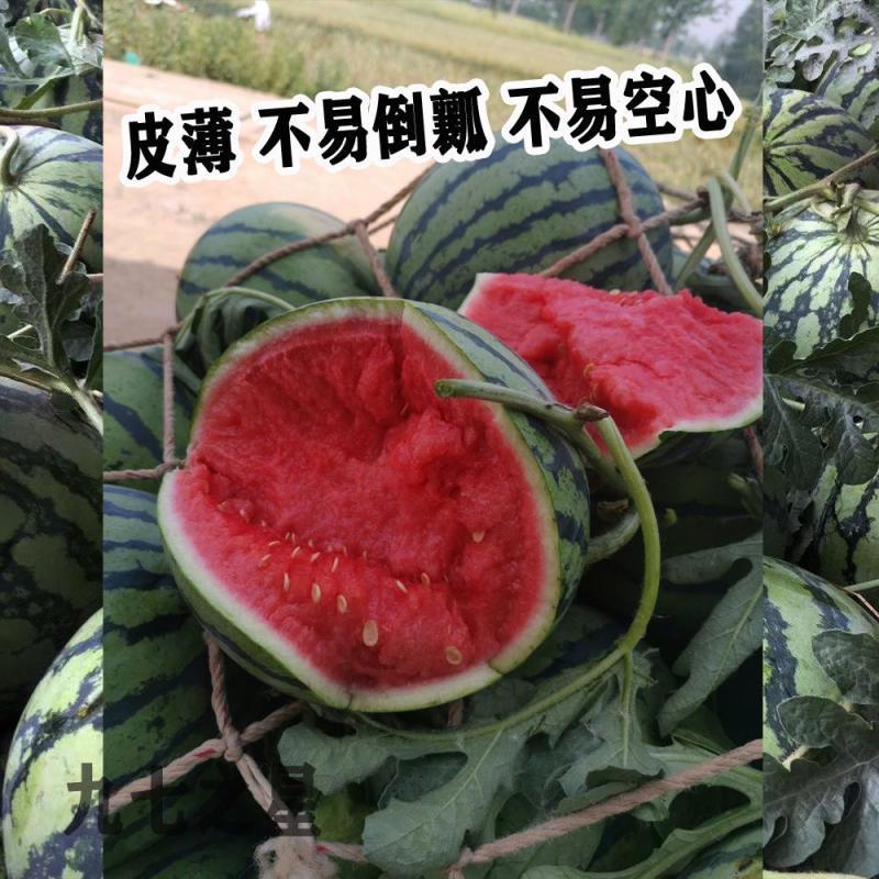 合丰九七之星西瓜种子早熟超甜红瓤美都西瓜种籽耐重茬大圆果