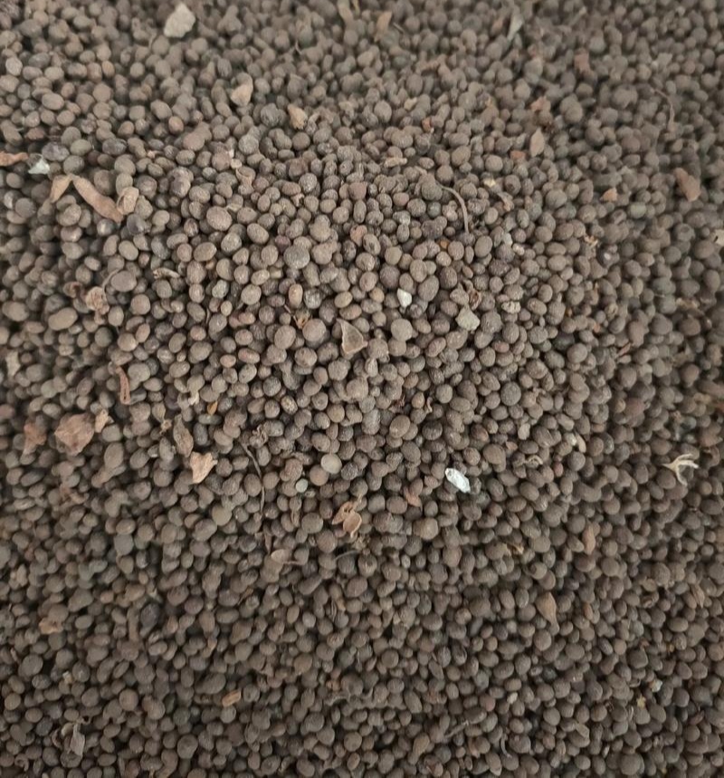 急性种子急性子种子黄鸟专用食白苏子苏子中药材籽食用