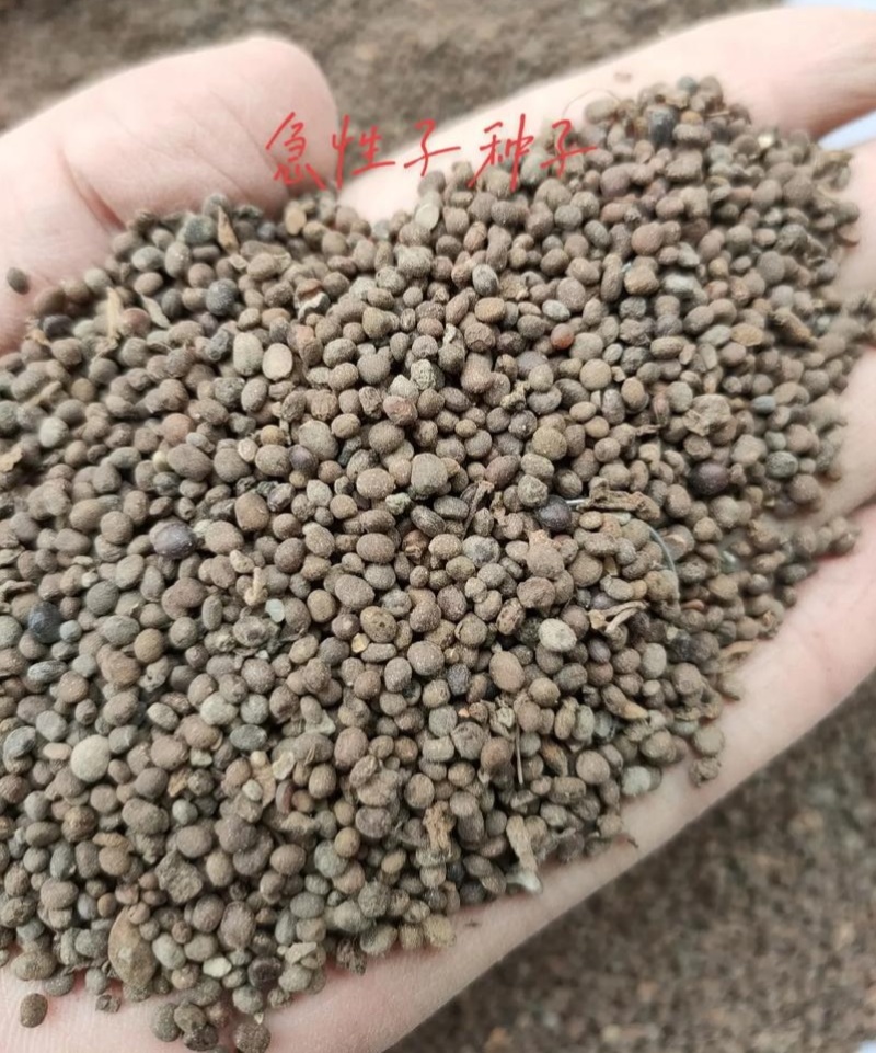 急性种子急性子种子黄鸟专用食白苏子苏子中药材籽食用