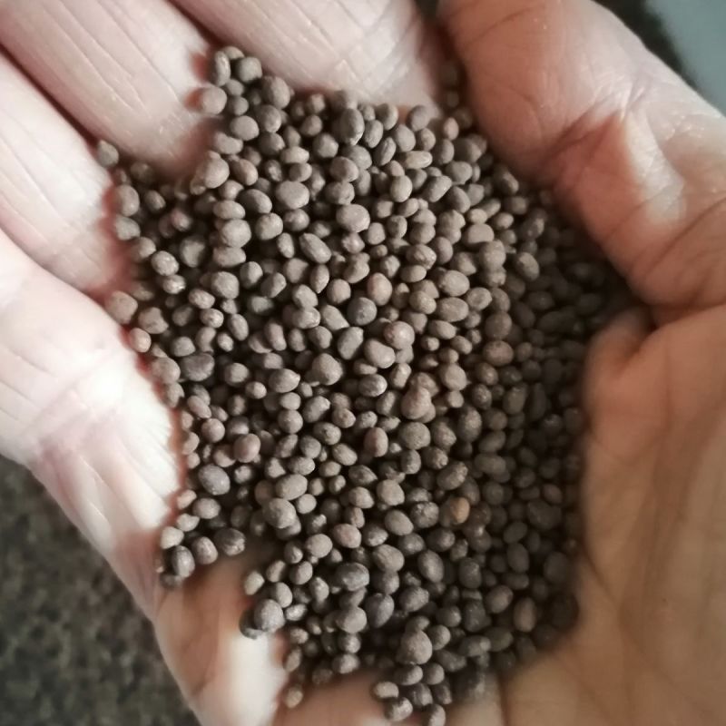 急性种子急性子种子黄鸟专用食白苏子苏子中药材籽食用