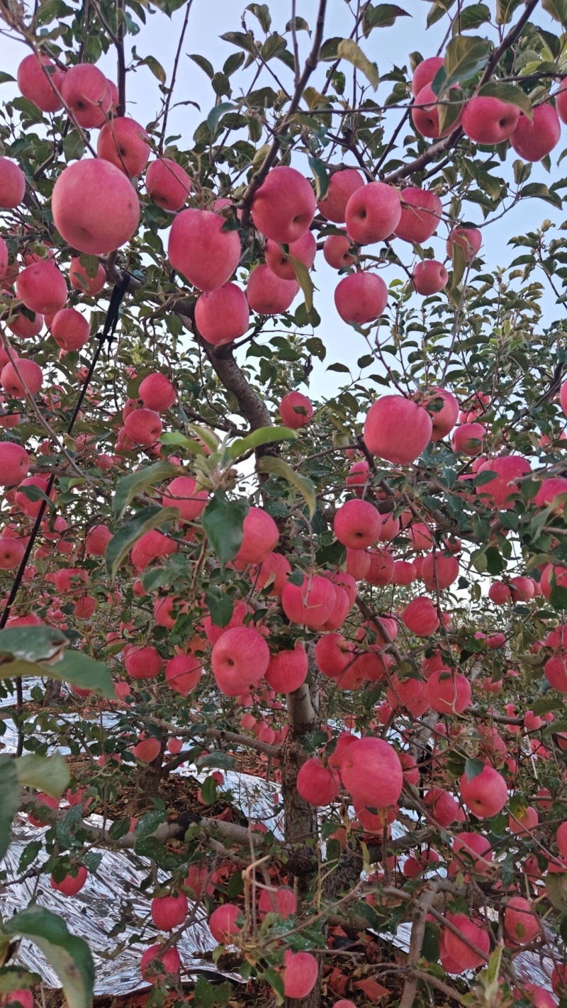 全红寒富