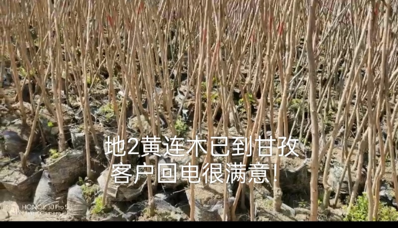 荆门黄连木大杯苗，欢迎咨询实地客户洽谈合作。