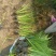 金叶石菖蒲（大小杯）水陆两生花卉基地发货提供技术指导