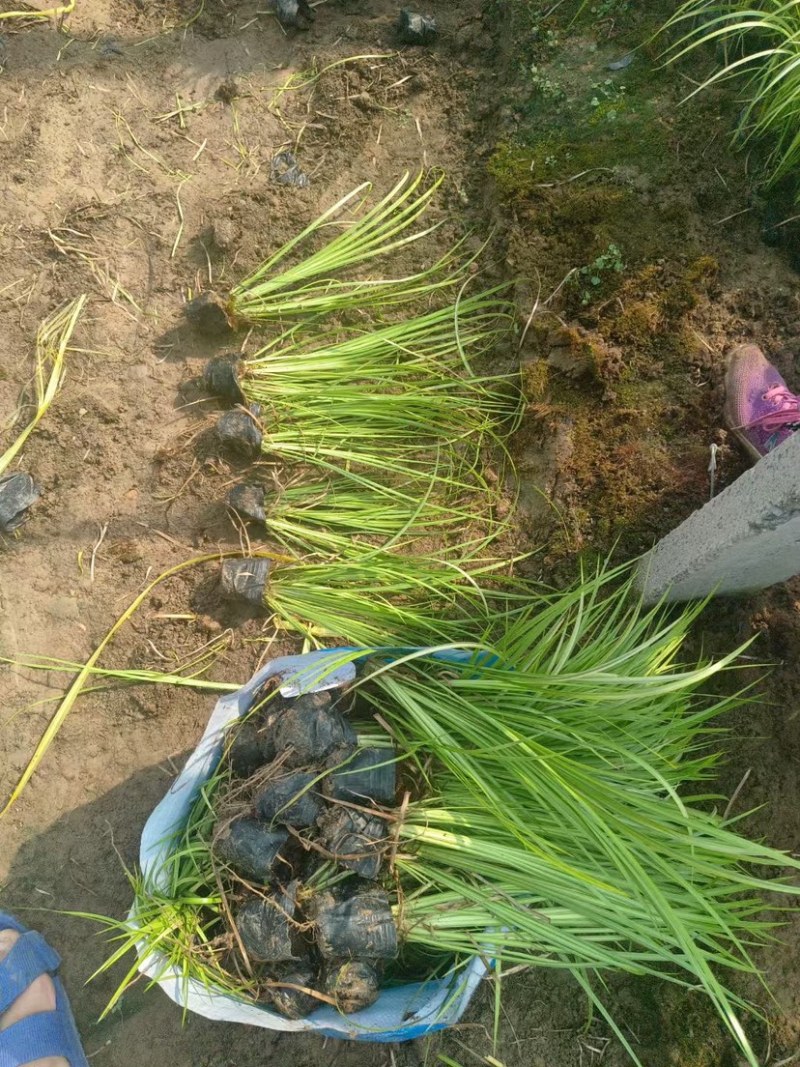 金叶石菖蒲（大小杯）水陆两生花卉基地发货提供技术指导