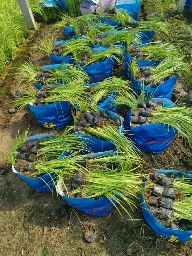 金叶石菖蒲（大小杯）水陆两生花卉基地发货提供技术指导