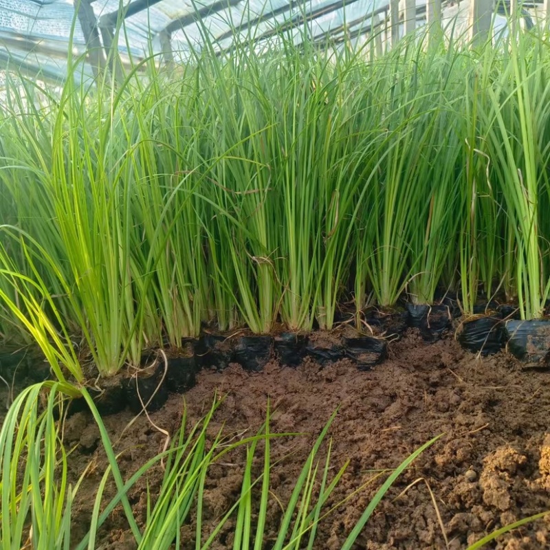 金叶石菖蒲（大小杯）水陆两生花卉基地发货提供技术指导