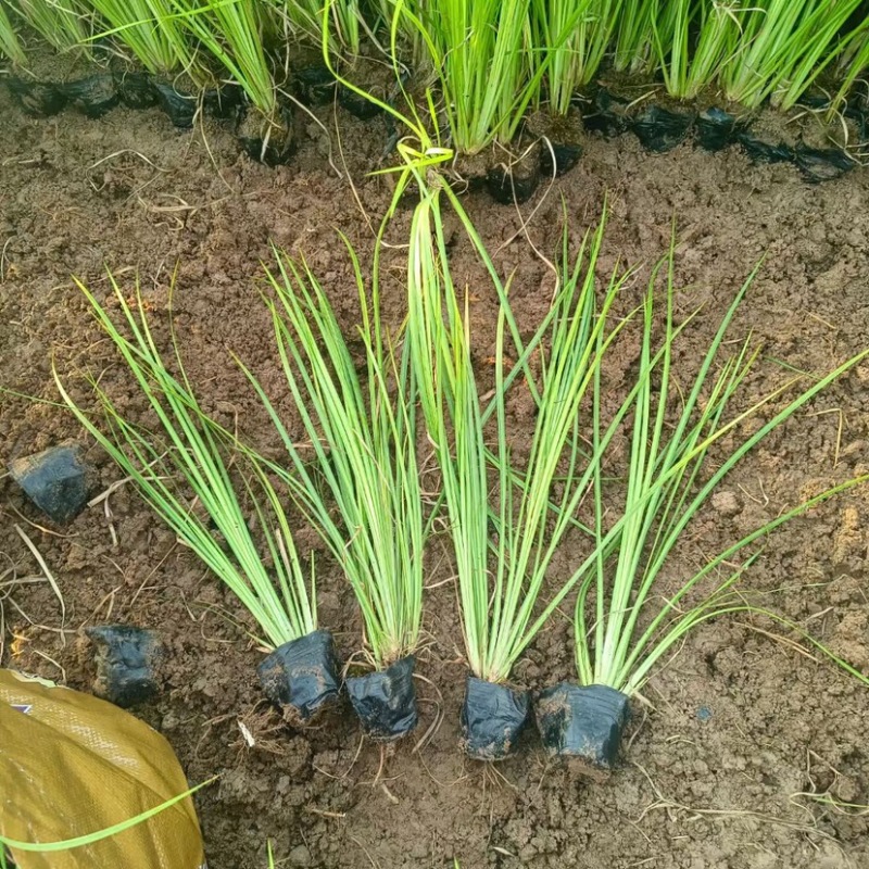 金叶石菖蒲（大小杯）水陆两生花卉基地发货提供技术指导