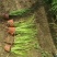 金叶石菖蒲（大小杯）水陆两生花卉基地发货提供技术指导