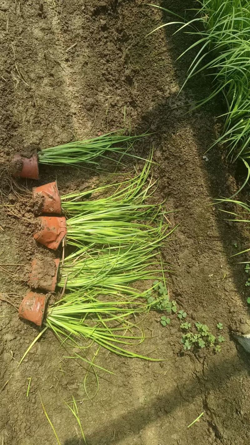 金叶石菖蒲（大小杯）水陆两生花卉基地发货提供技术指导