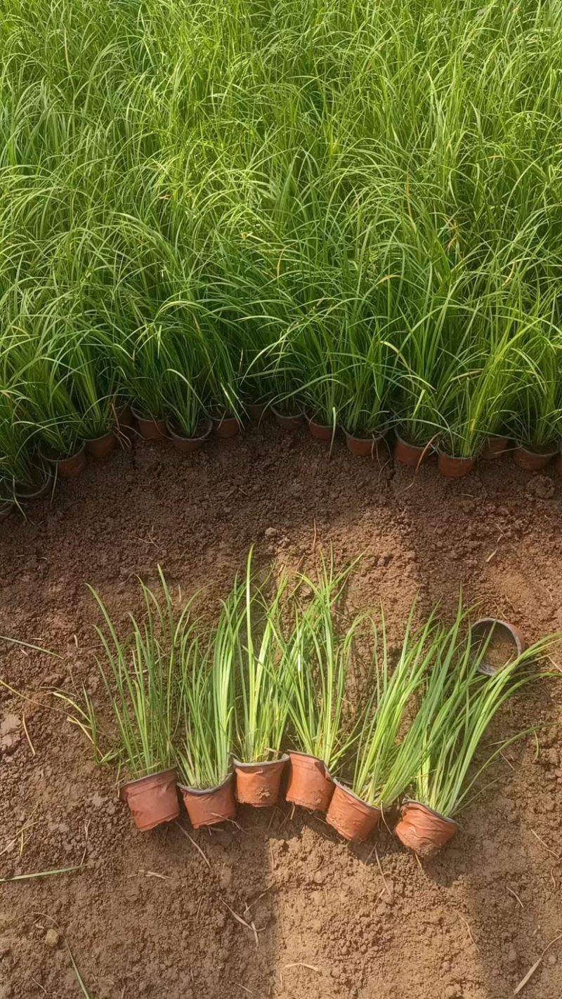 金叶石菖蒲（大小杯）水陆两生花卉基地发货提供技术指导