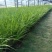 金叶石菖蒲（大小杯）水陆两生花卉基地发货提供技术指导