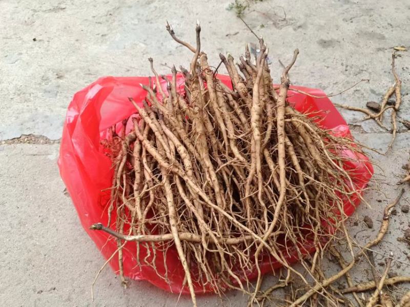 亳州牡丹苗基地批发，批发零售，大量供应，量大从优