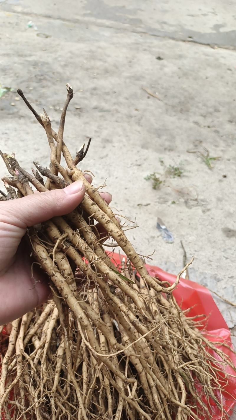 亳州牡丹苗基地批发，批发零售，大量供应，量大从优