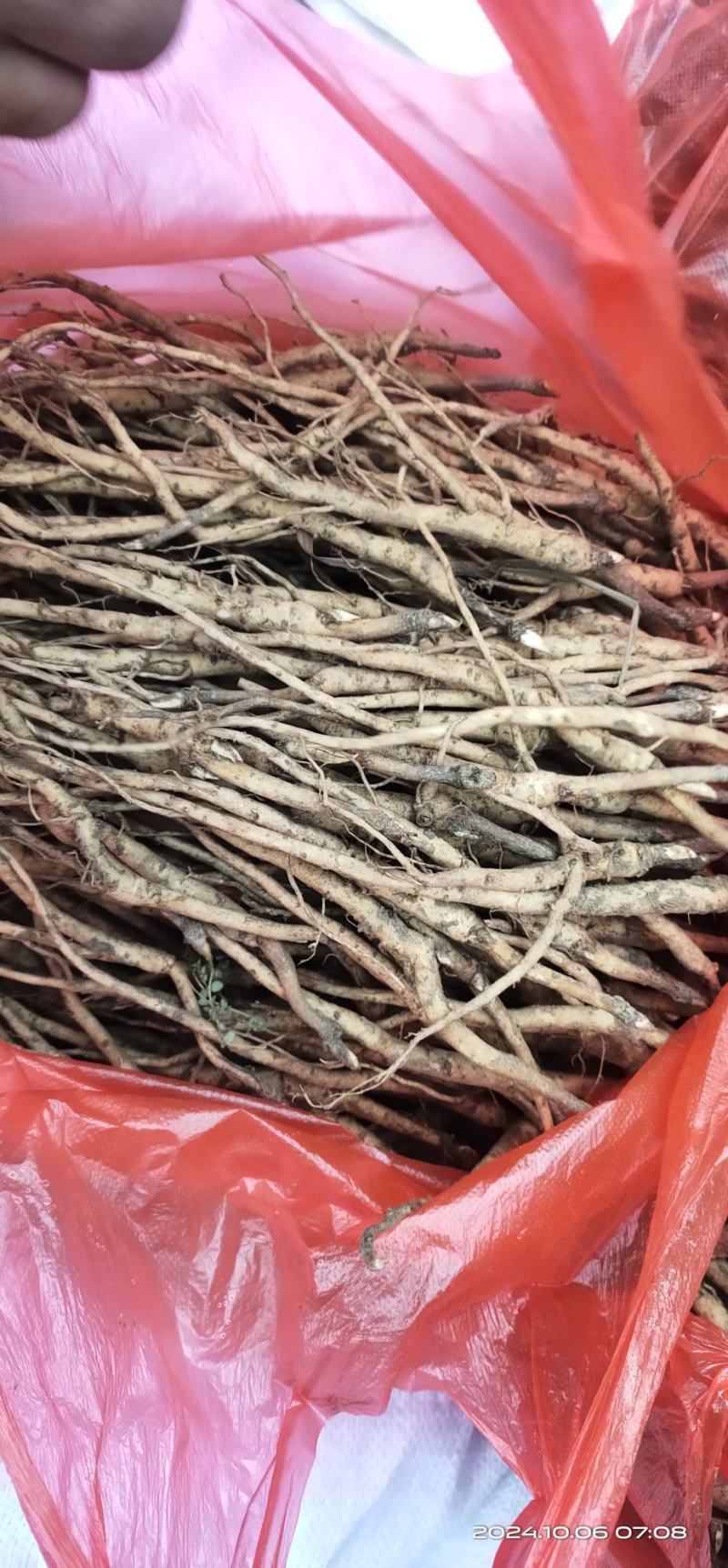亳州牡丹苗基地批发，批发零售，大量供应，量大从优