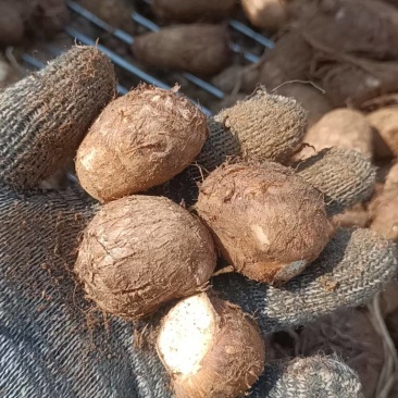 山东毛芋头大量上市代办代发，对接电商批发市场