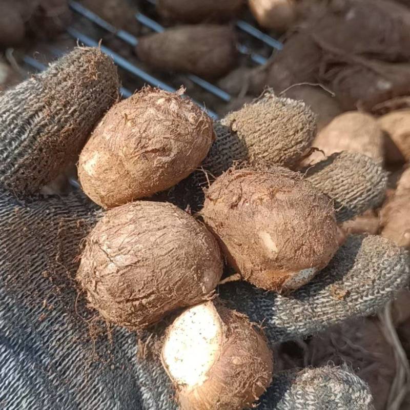 山东毛芋头大量上市代办代发，对接电商批发市场