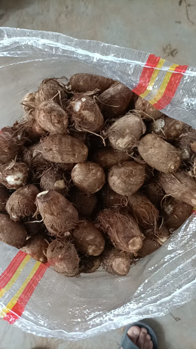 山东毛芋头大量上市代办代发，对接电商批发市场